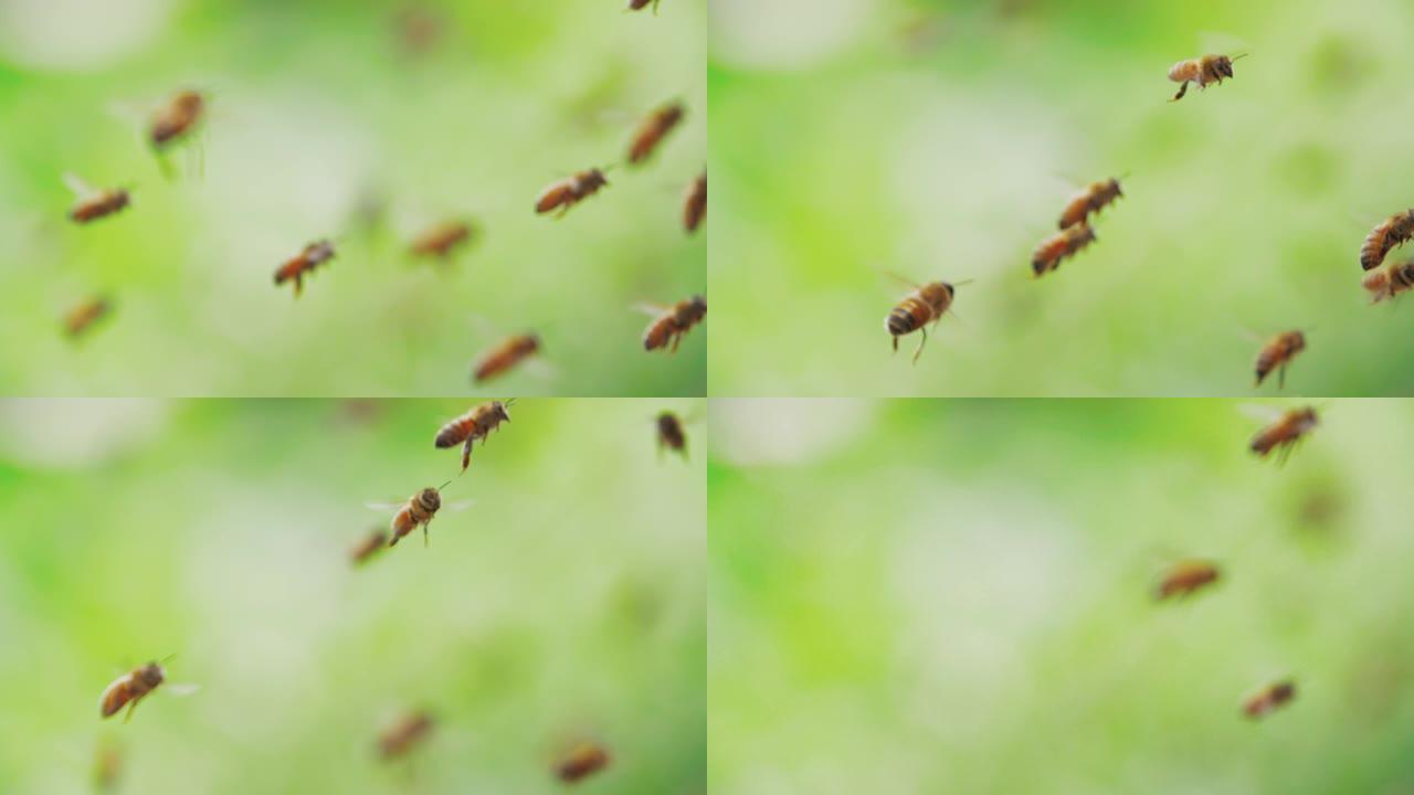 蜂群慢动作，蜜蜂飞行