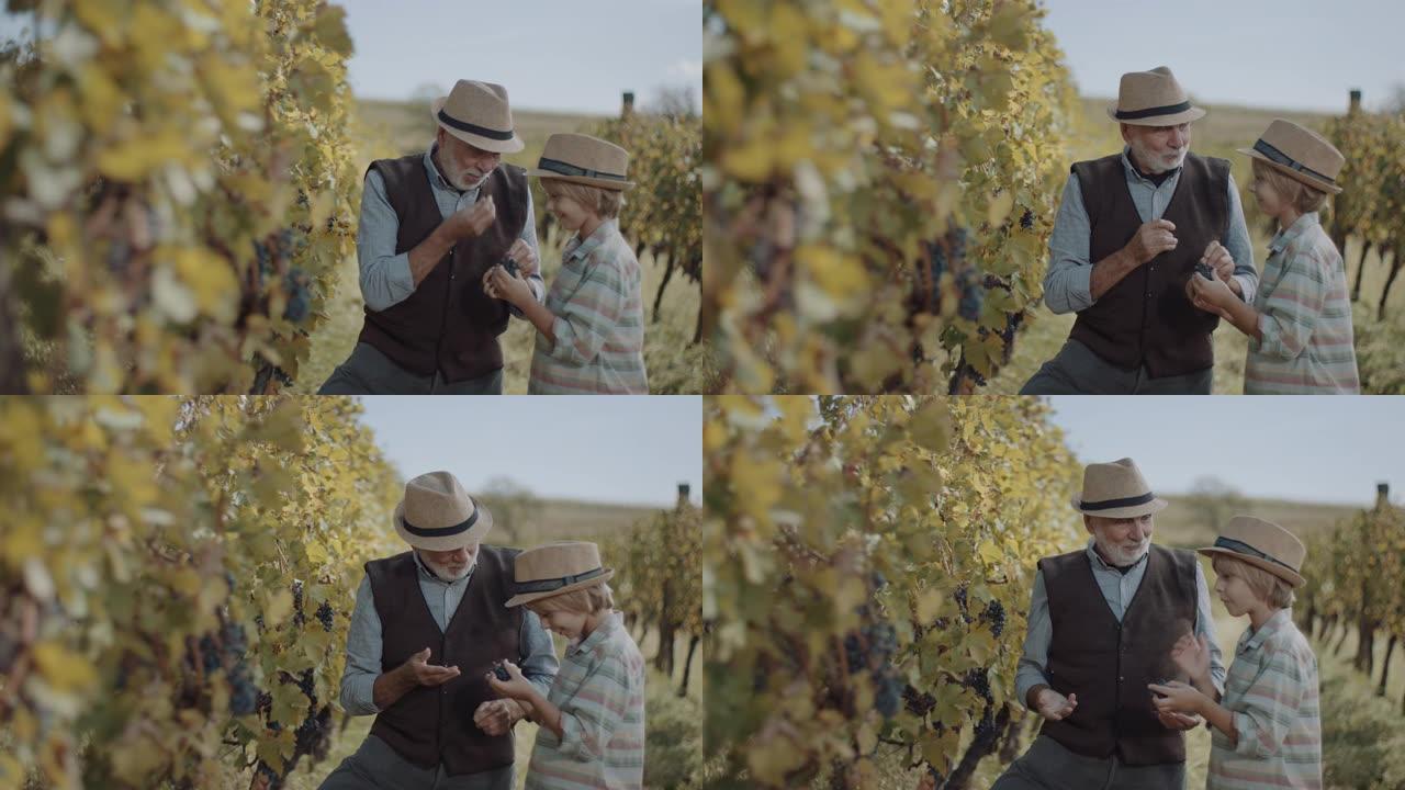 祖父和孙子品尝红葡萄
