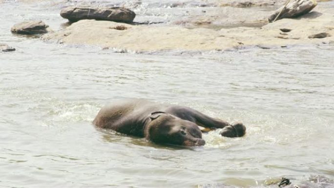 女士嬉戏的大象飞溅，在水中沐浴，斯里兰卡