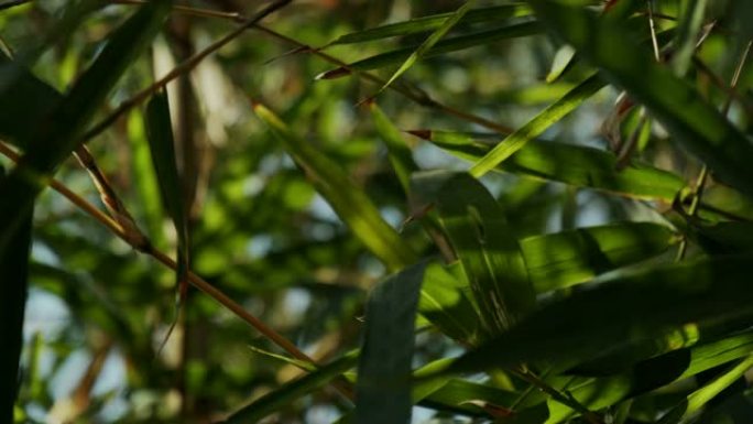 4k Dci镜头的阳光穿过竹子，自然的概念。