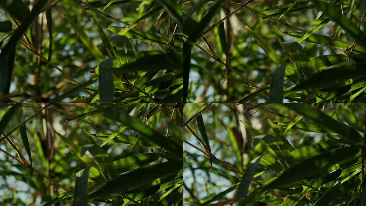 4k Dci镜头的阳光穿过竹子，自然的概念。