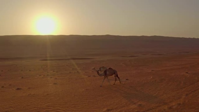 日落时沙漠中的空中野骆驼