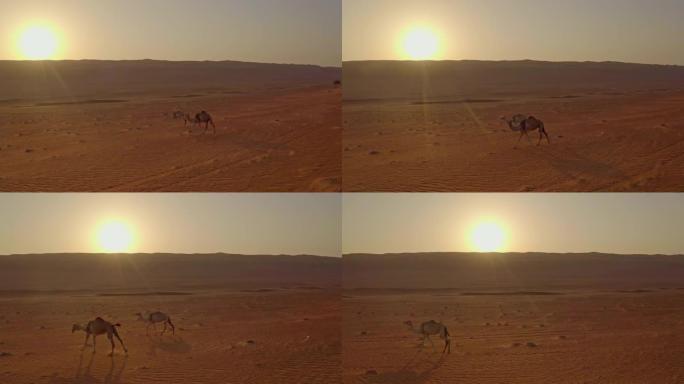 日落时沙漠中的空中野骆驼