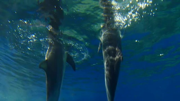 海豚游泳海洋世界海豚表演飞跃跳跃海洋王园