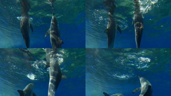 海豚游泳海洋世界海豚表演飞跃跳跃海洋王园
