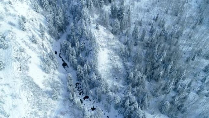 鸟瞰图俯视白雪皑皑的冬季树木森林景观