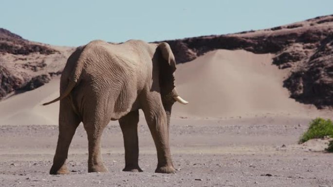 纳米比亚纳米布沙漠Hoanib山谷干旱沙漠景观中的一只沙漠大象公牛的4k后特写