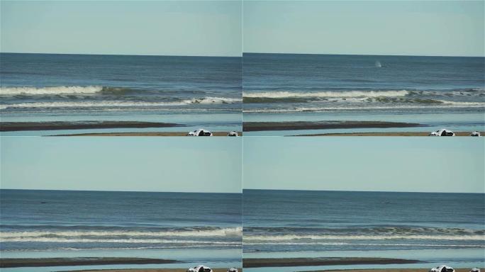在阿根廷的海滩附近，座头鲸吹拂或喷涌。