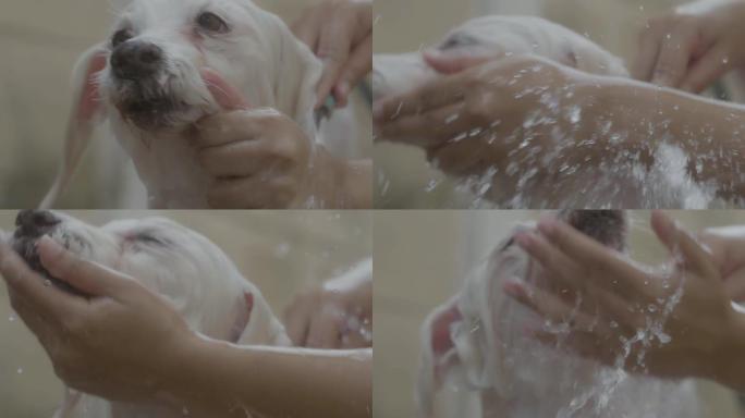 悲伤的一天帮宠物洗澡帮狗狗冲凉慢镜头