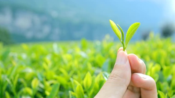 手里拿着新鲜的绿茶叶子