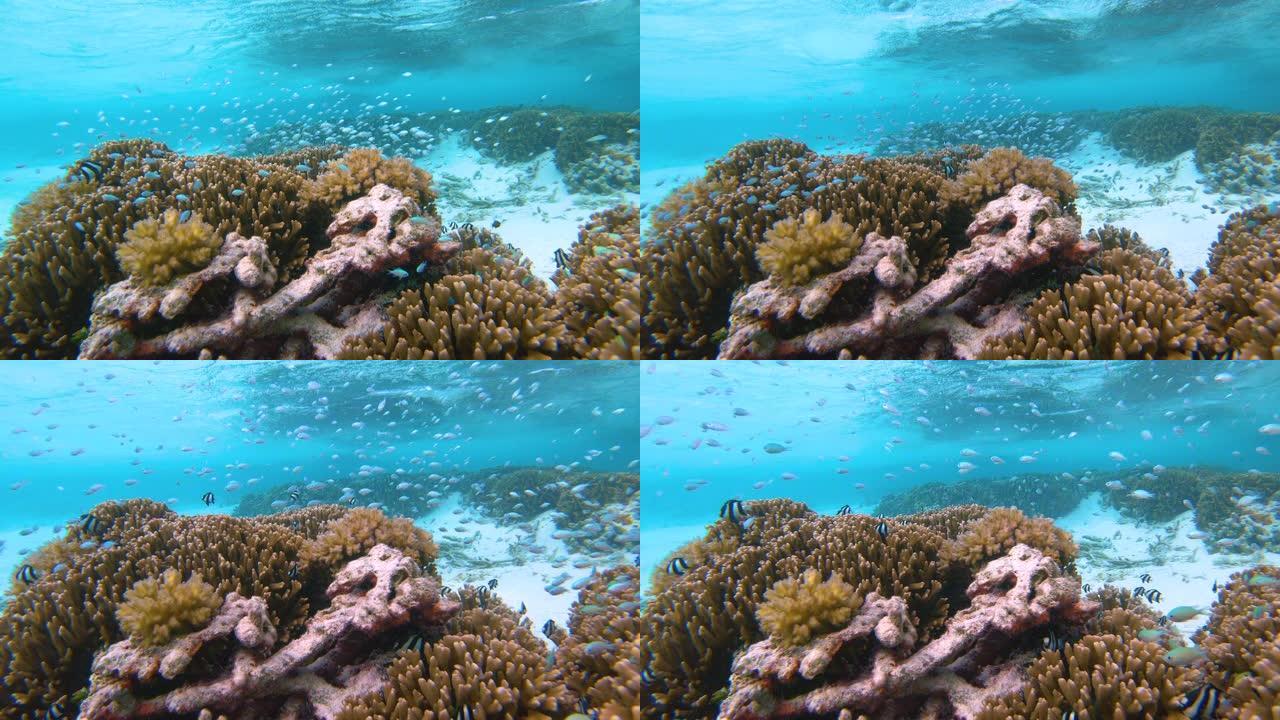 水下: 绿松石海洋深处的珊瑚和外来鱼类的风景。