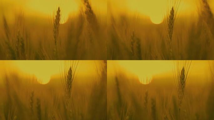 DS极端近距离拍摄黄昏的麦穗