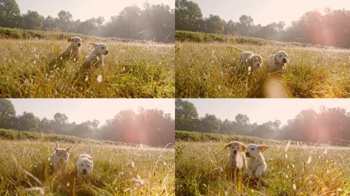 超级慢动作MS金毛猎犬幼犬在日落时在草地上奔跑。玩狗。