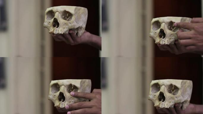 人类头骨。人体结构骷髅头头盖骨