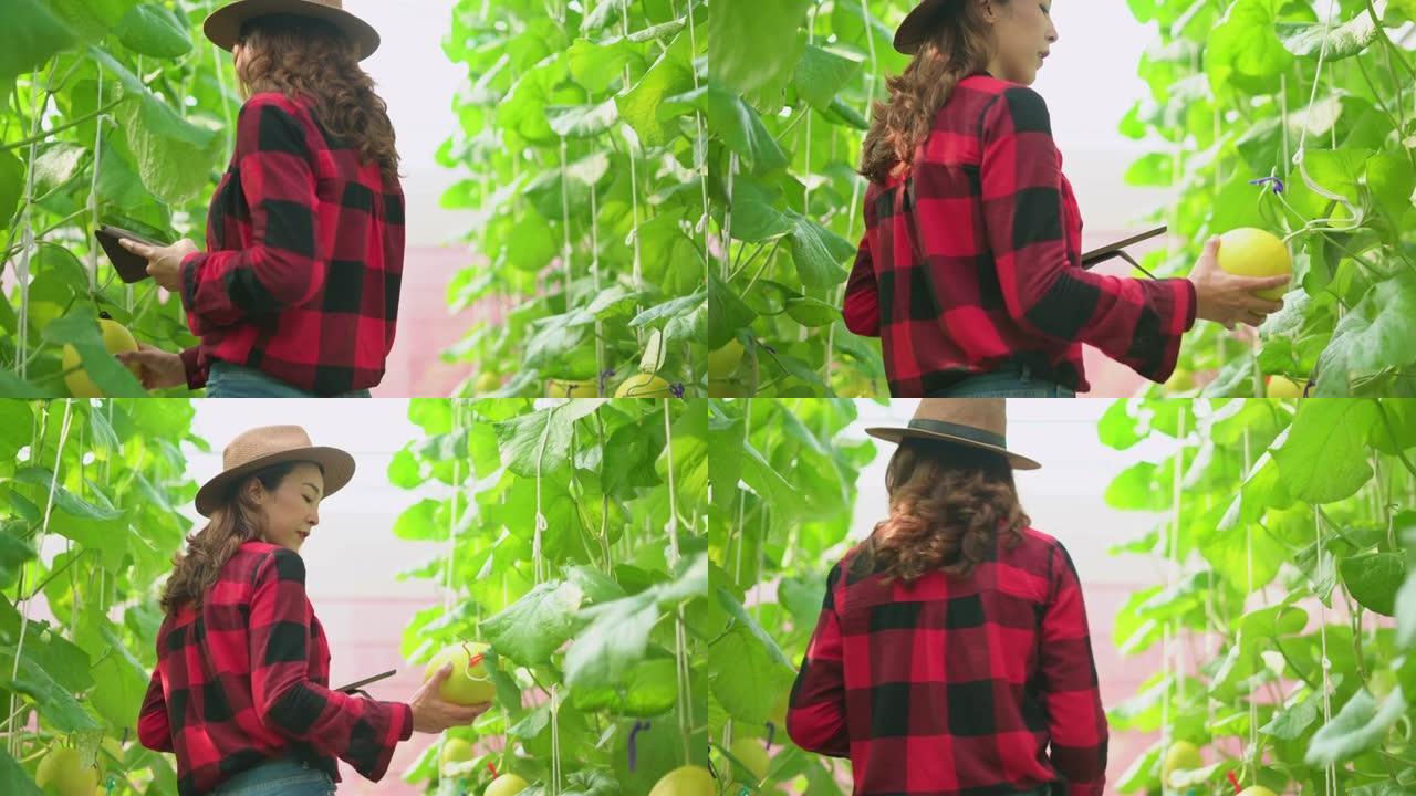 温室中的女农场工人检查生长的哈密瓜