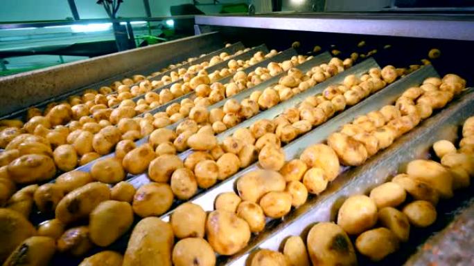 分拣时，未剥皮的土豆在食品厂输送机上移动。