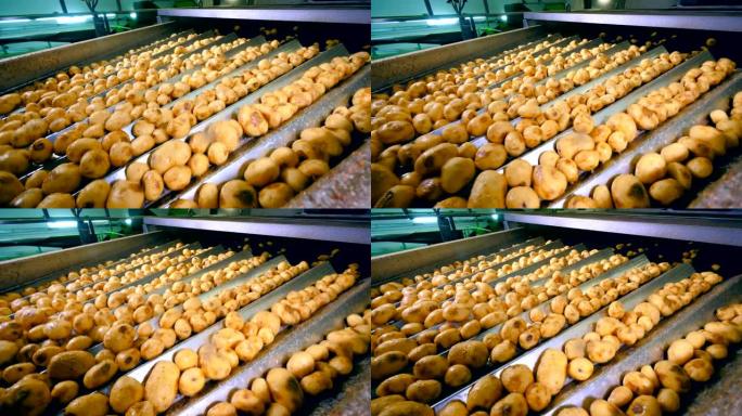 分拣时，未剥皮的土豆在食品厂输送机上移动。