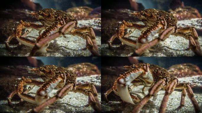 蜘蛛蟹海底螃蟹水下生物
