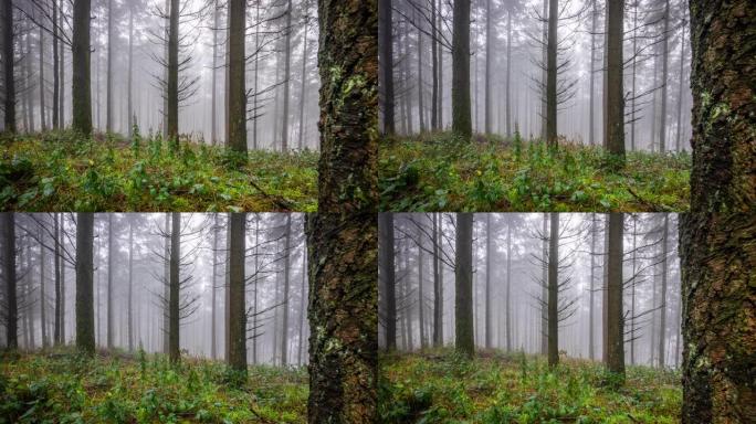 暗雾森林-跟踪镜头