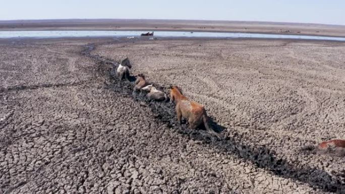 鸟瞰被死牛包围的干枯马，由于干旱和气候变化，试图到达最后剩余的水源。博茨瓦纳奥卡万戈三角洲恩加米湖