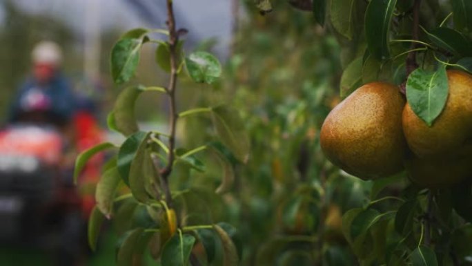农民的慢动作特写在秋季从种植园果园的树木中收集成熟的生态和生物梨