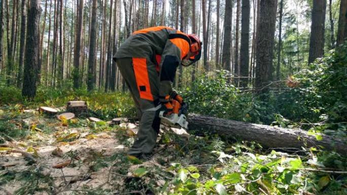工作伐木工人用电锯砍树。