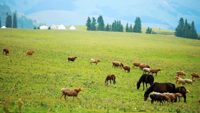 草原上的绵羊和马