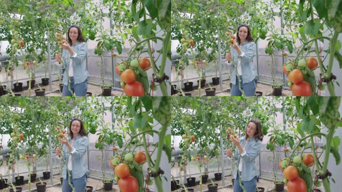 女园丁在有机农场检查西红柿