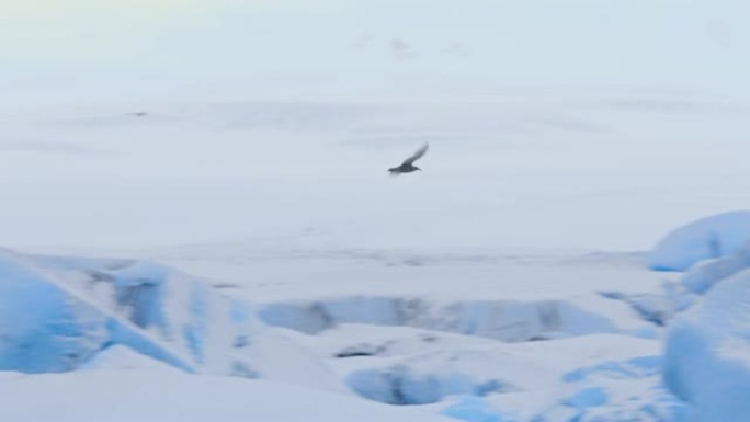 伯德女士飞越冰岛约克尔萨隆泻湖的冰山