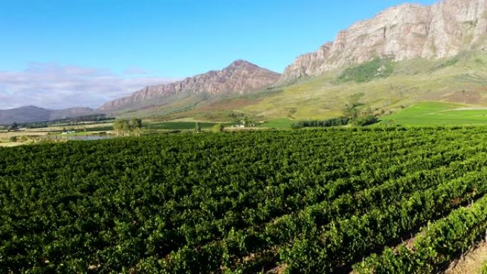 南非西开普省风景如画的葡萄酒庄园上的4k美丽风景鸟瞰图飞越葡萄园