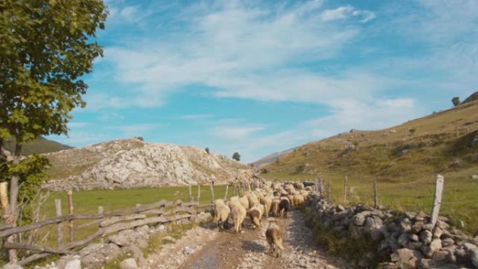 WS牧羊人带领羊群到牧场