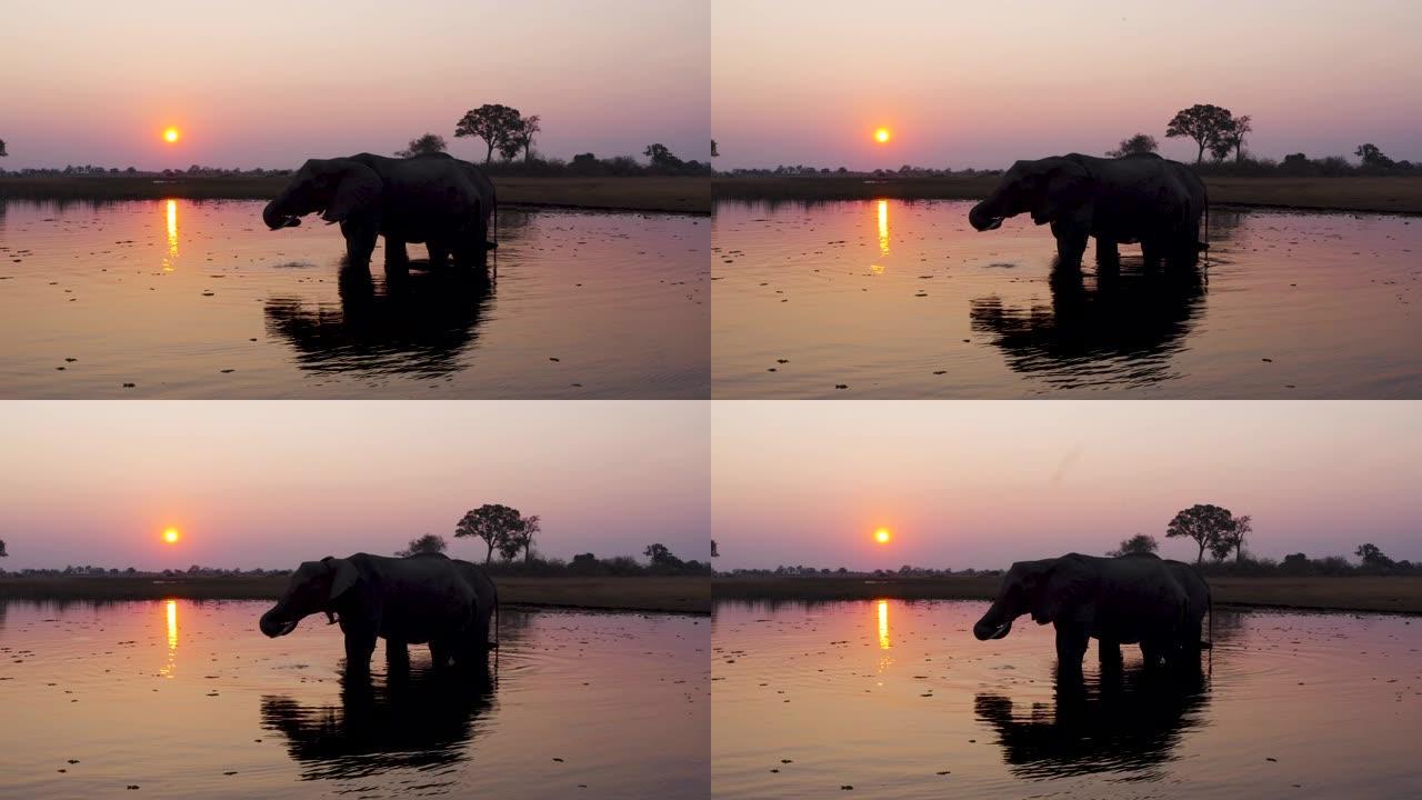 博茨瓦纳奥卡万戈三角洲日落时在河中喝酒的两只大象的鸟瞰图
