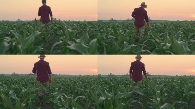 WS成年农民在日落时在年轻的玉米植株中行走