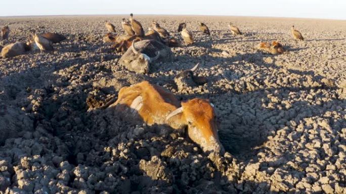 一只活着的被困牛的空中特写镜头。在其背后，由于干旱和气候变化，博茨瓦纳奥卡万戈三角洲，清道夫鸟类以散