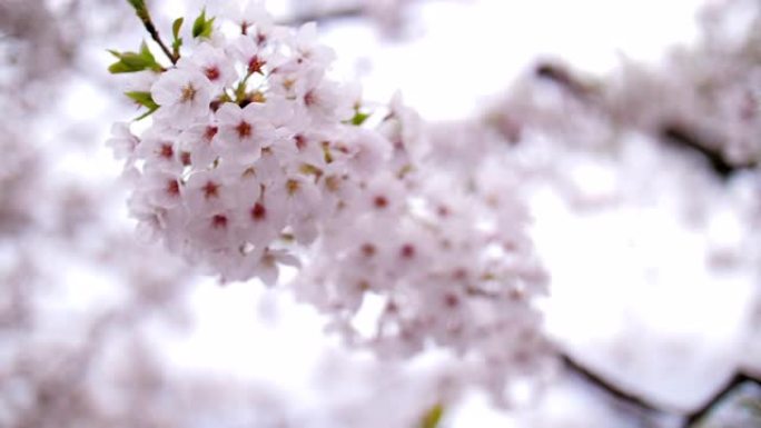 日本东京春天的樱花花瓣落下，慢动作