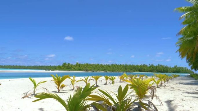 一英尺岛未触及的白色沙滩上生长的小棕榈树。