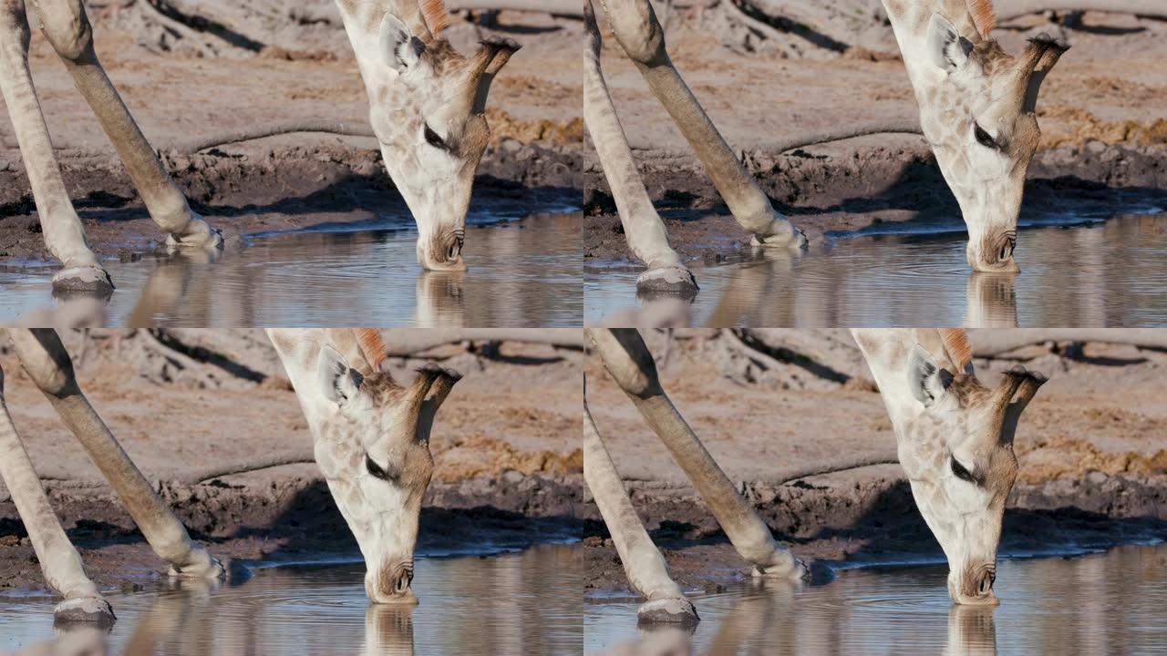 博茨瓦纳水坑里长颈鹿脸喝水的4k特写镜头