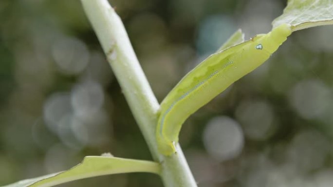 毛毛虫绿虫。毛毛虫绿虫