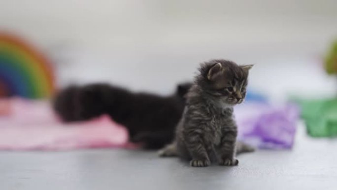 一个月大的小猫刚出生的小猫可爱撸猫