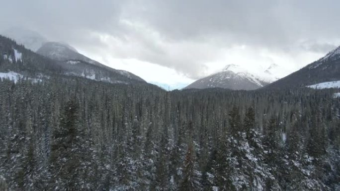 空中: 在阴天的冬日，飞越大片白雪皑皑的针叶林。