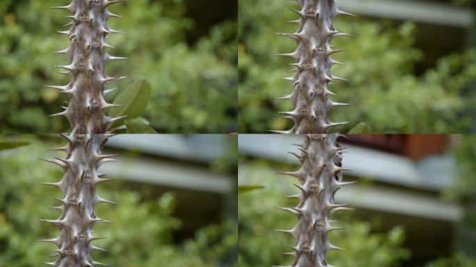 花园中大戟刺的4k Dci镜头特写