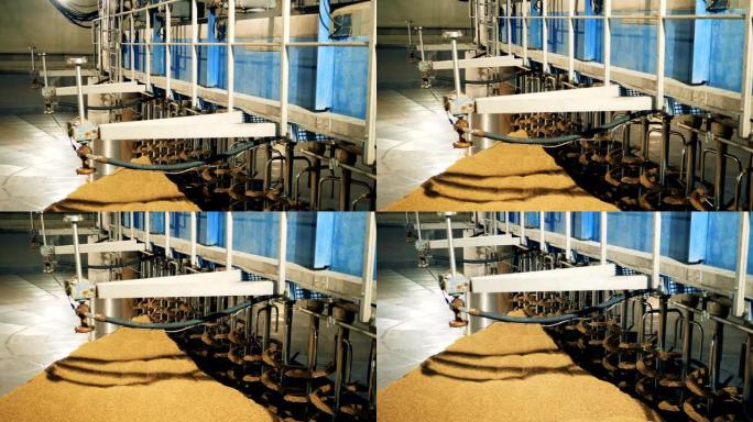 纺纱谷物的机器，特写。在啤酒厂处理麦芽。