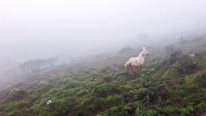 森林中的马素材