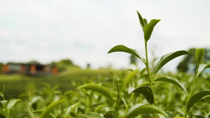 新鲜有机绿茶的4k镜头