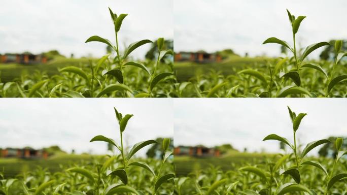 新鲜有机绿茶的4k镜头