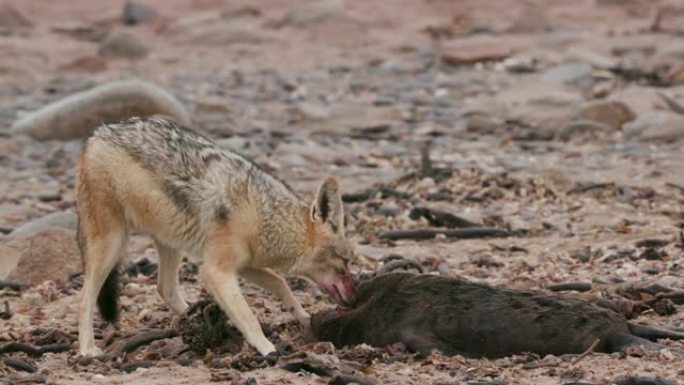 纳米比亚纳米布沙漠海岸线上，一只黑背豺狼正在吃一只海豹幼崽的4k特写镜头