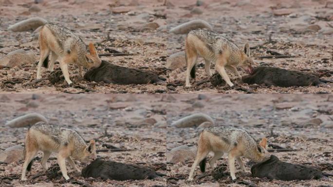 纳米比亚纳米布沙漠海岸线上，一只黑背豺狼正在吃一只海豹幼崽的4k特写镜头