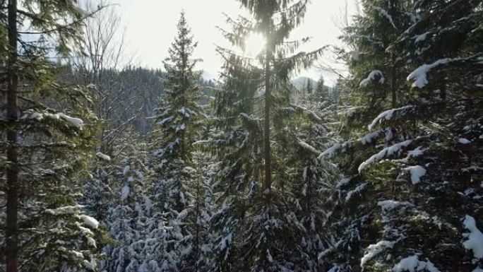 白雪皑皑的松树林被早晨的阳光穿透。4K, UHD