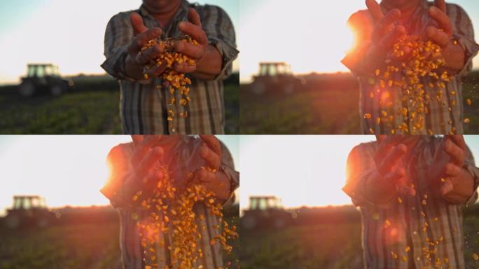 超级SLO MO农民在田野上丢下玉米粒