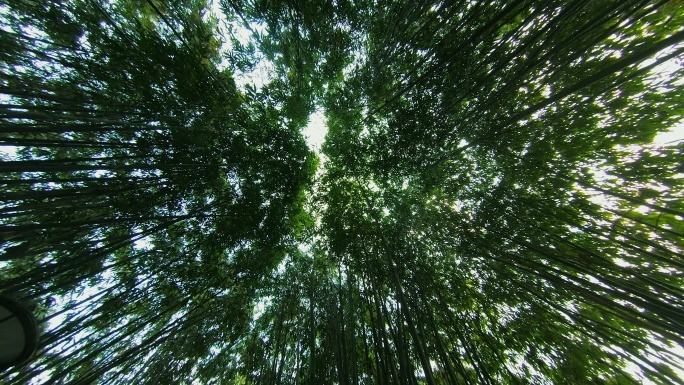 竹子竹林天空低角度